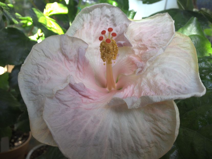 Tah.Pillow Talk - 0Hibiscus in colectie infloriti