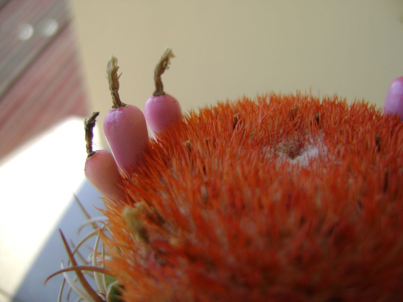 Melocactus matanzanus