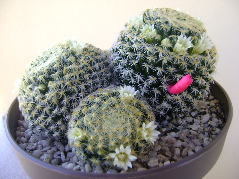 Mammillaria schiedeana