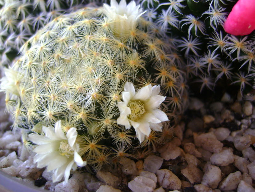 Mammillaria schiedeana