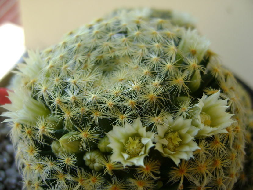 Mammillaria schiedeana