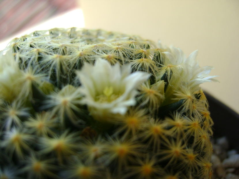 Mammillaria schiedeana