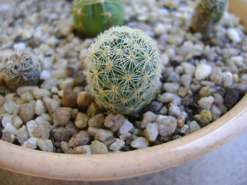 Mammillaria schiedeana ssp. giselae