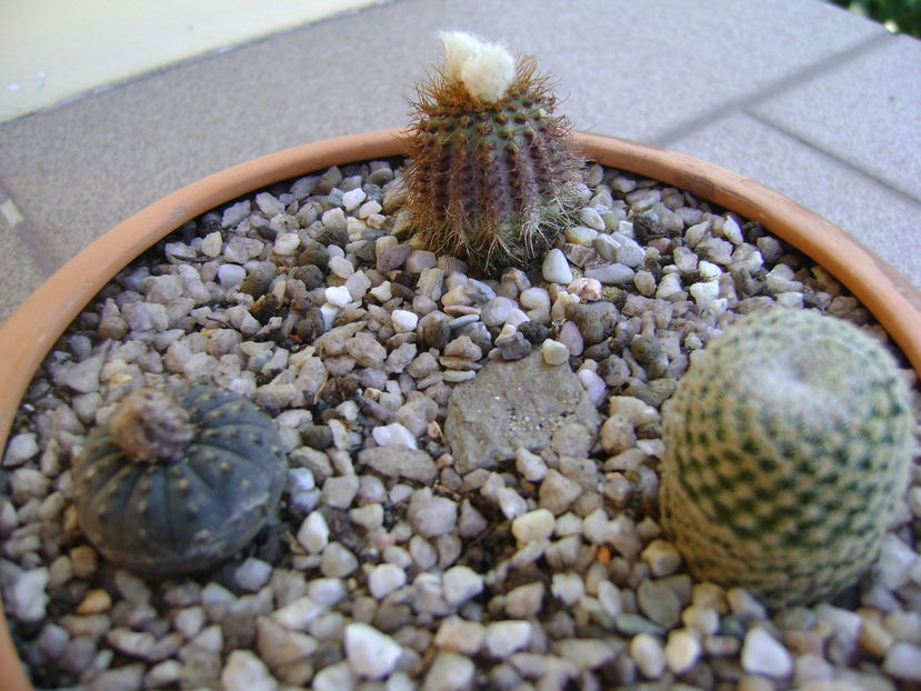 Grup de 3 cactusi; Frailea castanea
Frailea magnifica
Mammillaria crucigera
