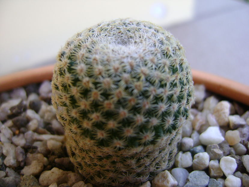 Mammillaria crucigera