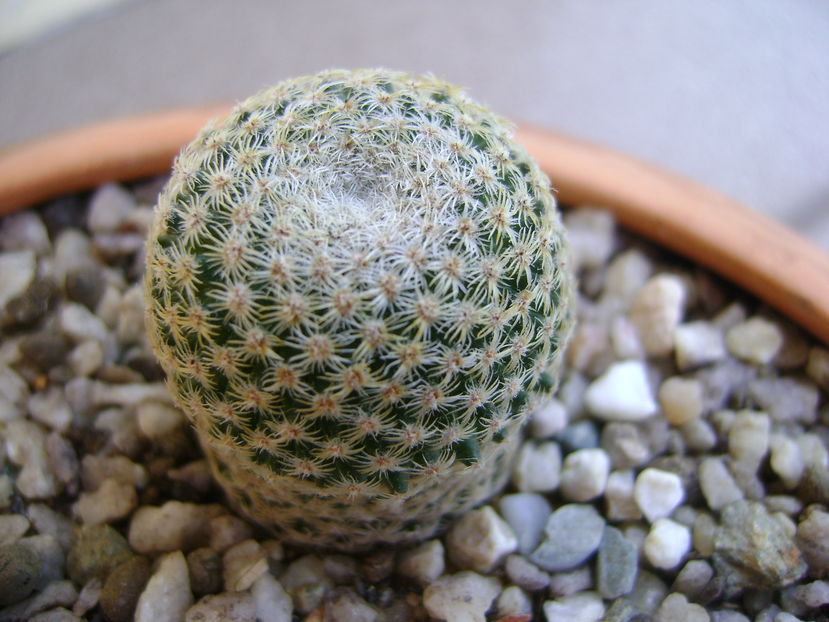 Mammillaria crucigera