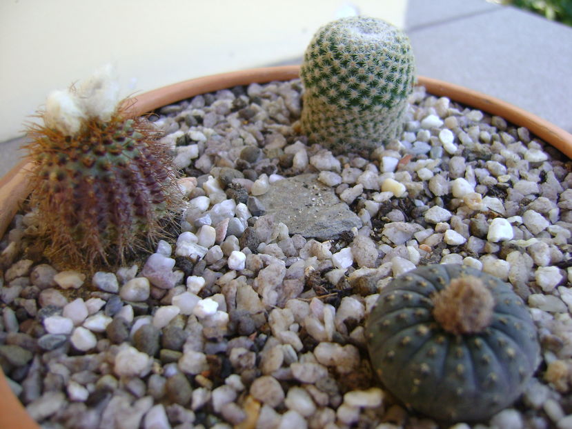 Grup de 3 cactusi; Frailea castanea
Frailea magnifica
Mammillaria crucigera
