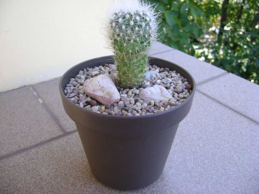 Thelocactus macdowellii