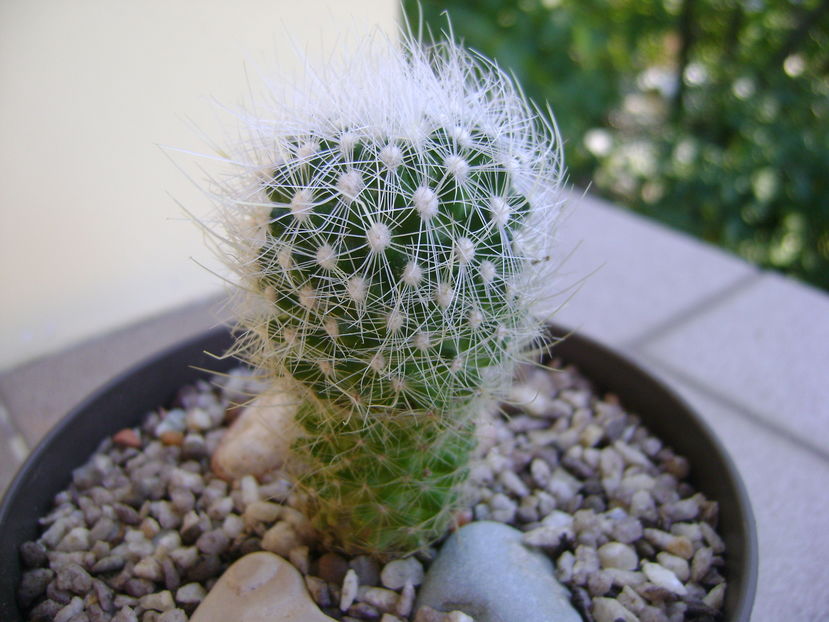 Thelocactus macdowellii