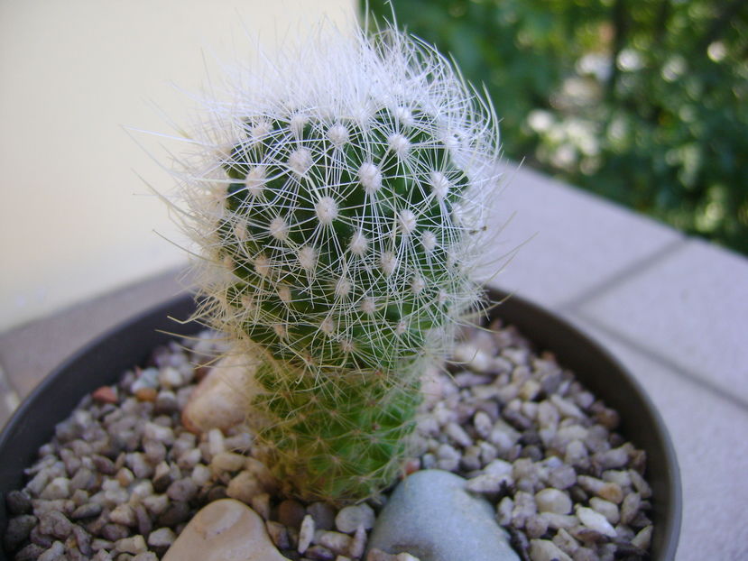 Thelocactus macdowellii