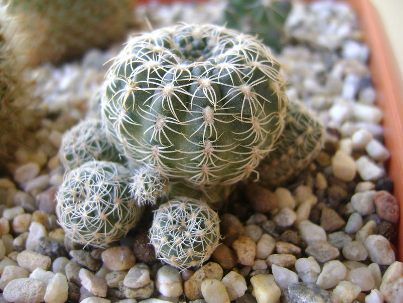 Gymnocalycium bruchii