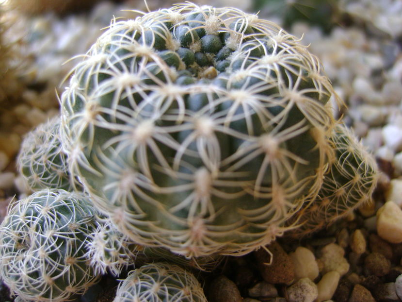 Gymnocalycium bruchii