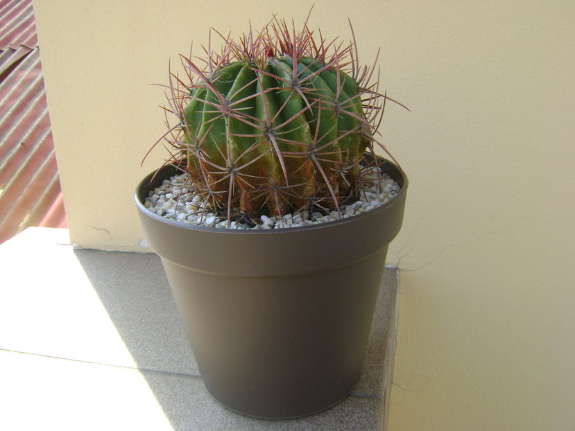 Ferocactus latispinus