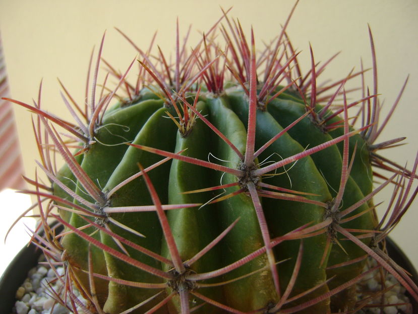 Ferocactus latispinus