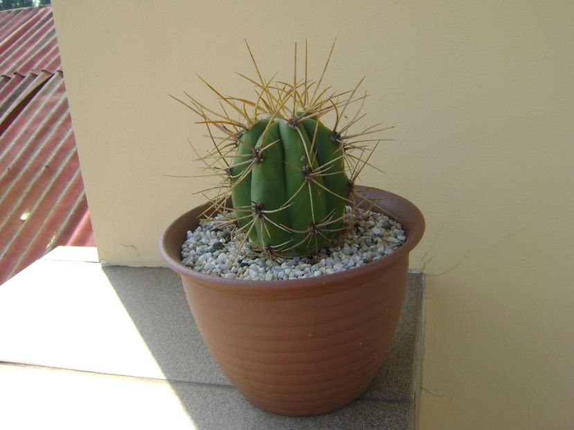 Trichocereus terscheckii