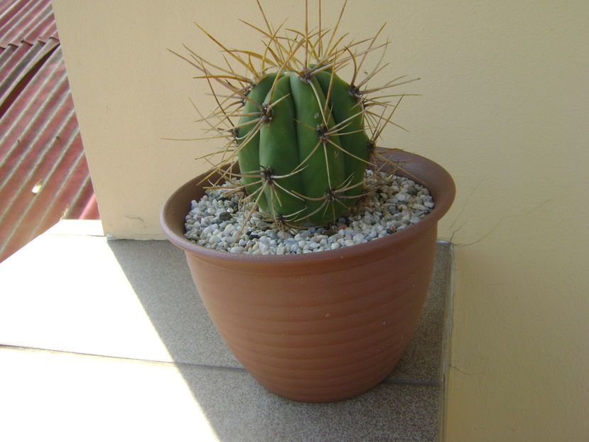 Trichocereus terscheckii