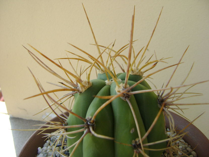 Trichocereus terscheckii