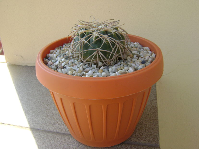 Gymnocalycium spegazzinii