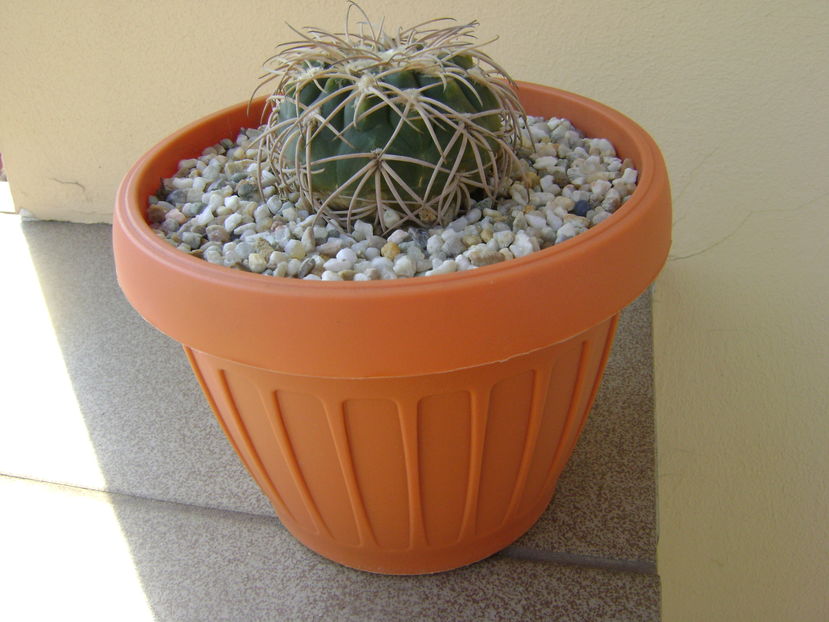 Gymnocalycium spegazzinii