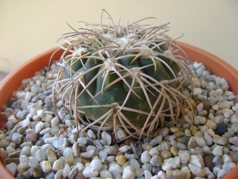 Gymnocalycium spegazzinii