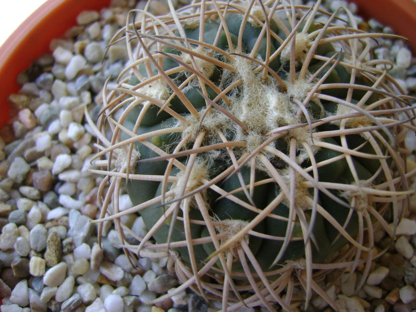 Gymnocalycium spegazzinii