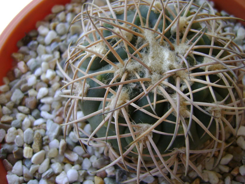 Gymnocalycium spegazzinii