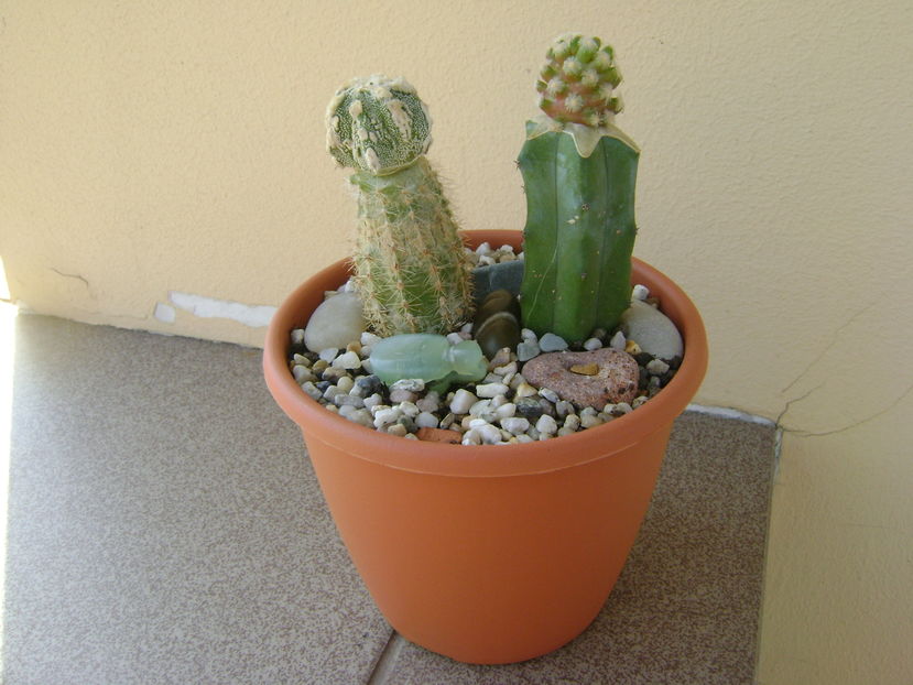 Astrophytum myriostigma cv. Fukuryu reticulatus & Mammillaria theresae