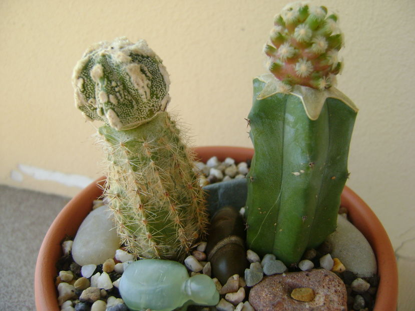 Astrophytum myriostigma cv. Fukuryu reticulatus & Mammillaria theresae