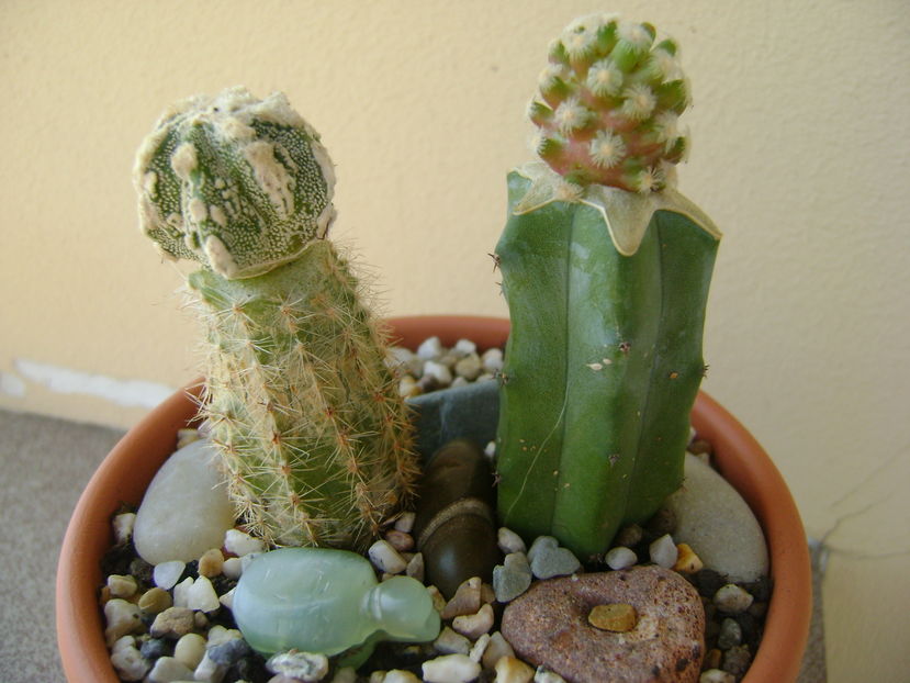 Astrophytum myriostigma cv. Fukuryu reticulatus & Mammillaria theresae