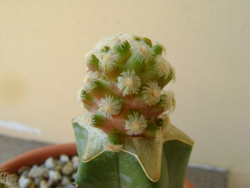 Mammillaria theresae