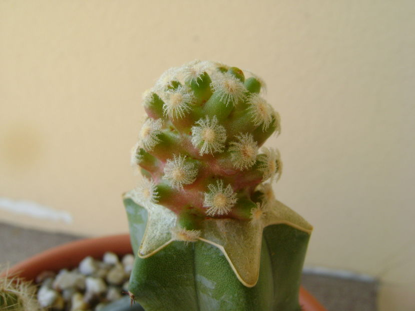 Mammillaria theresae