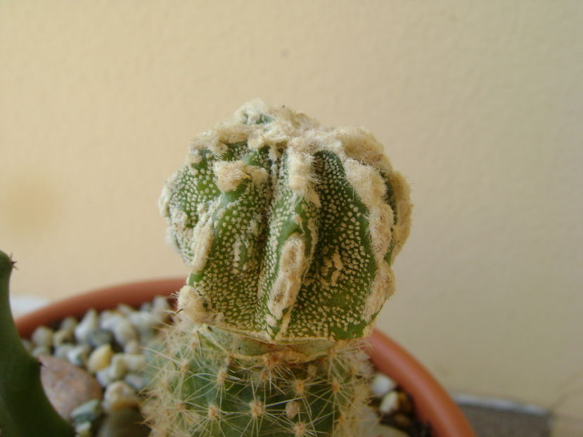 Astrophytum myriostigma cv. Fukuryu reticulatus