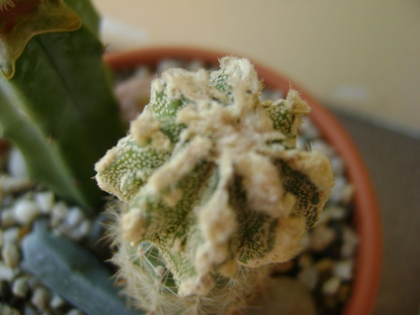 Astrophytum myriostigma cv. Fukuryu reticulatus