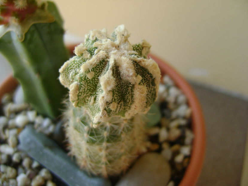 Astrophytum myriostigma cv. Fukuryu reticulatus