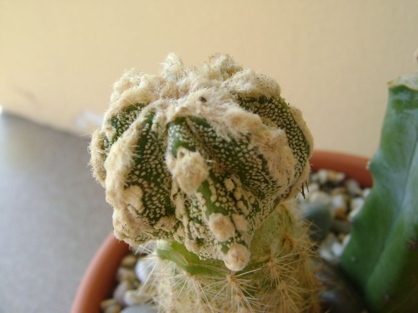 Astrophytum myriostigma cv. Fukuryu reticulatus - Cactusi 2016 bis