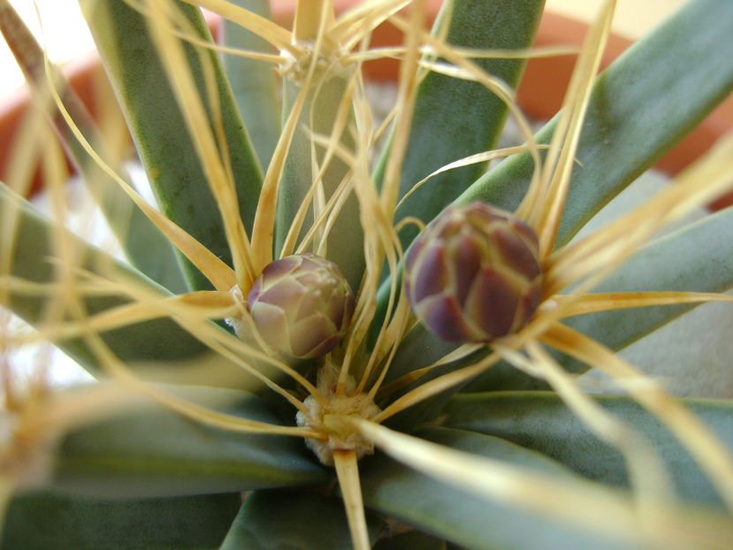 Leuchtenbergia principis - Cactusi 2016 bis