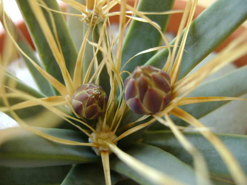 Leuchtenbergia principis - Cactusi 2016 bis