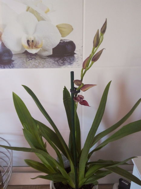 cambria nelly isler - florile mele dragi