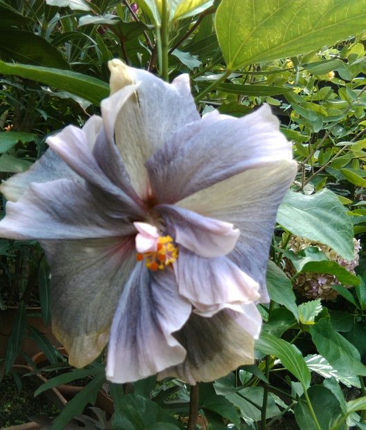 Thunderhead - Hibiscus Thunderhead