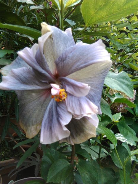  - Hibiscus Thunderhead