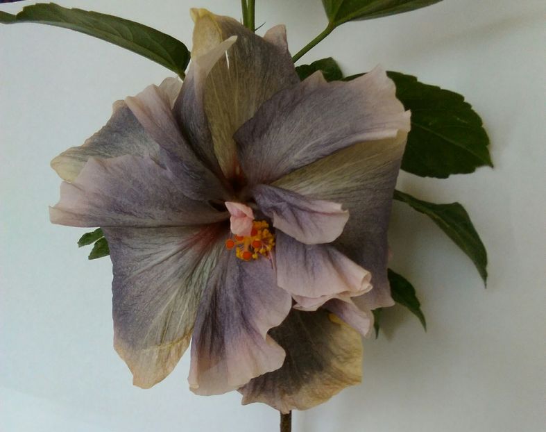 a doua floare - Hibiscus Thunderhead