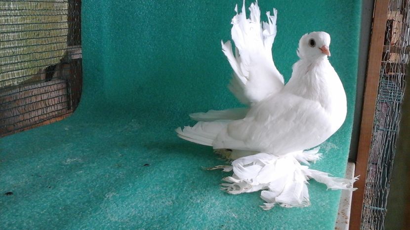 5346; 01;05;2016; 300 lei; tata BADA iar mama CAFCATALIN
