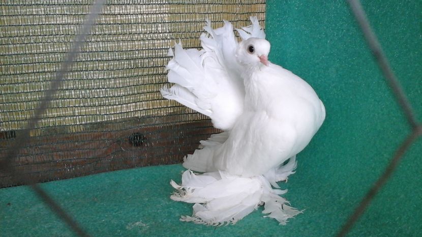 5346; 2016 - au fost VANDUTI