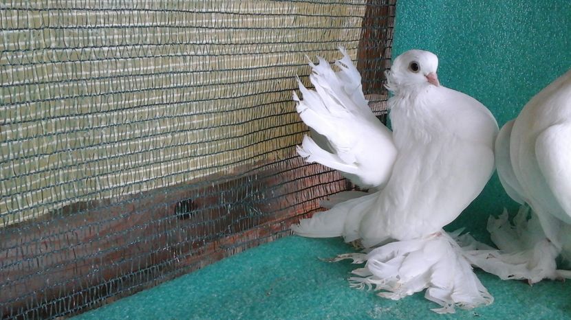 5346; 2016 - au fost VANDUTI