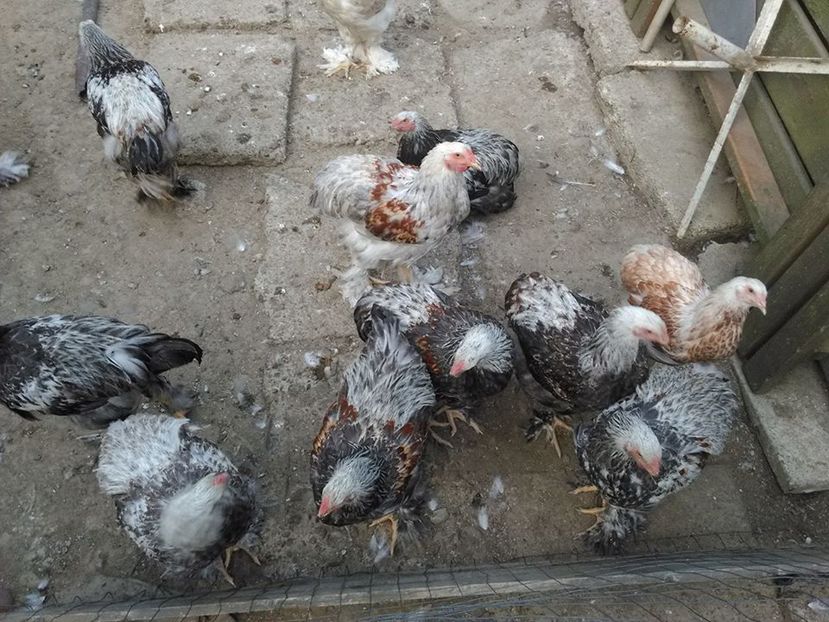 14281572_1182827961740090_274213426_n