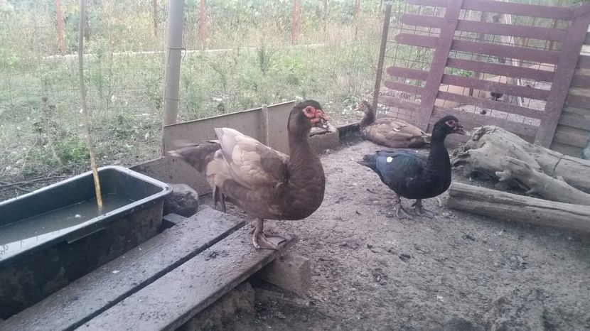 ratoi promotia 2016; 1-ratoi lesesc ciocolatiu 100%2000robert

2 ratoi lesesc negru 100% 2000robert
