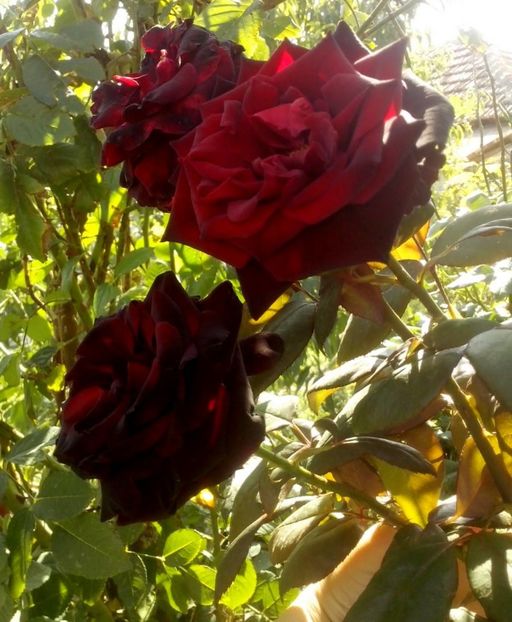 barkarole - 0 TRANDAFIRI 2016