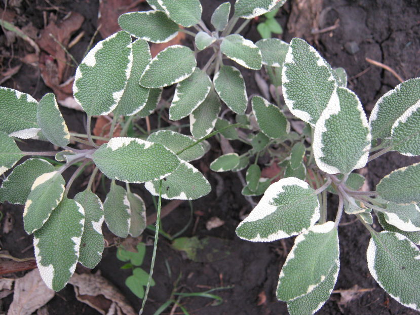 salvie variegata - a-a Gradina de legume  2016