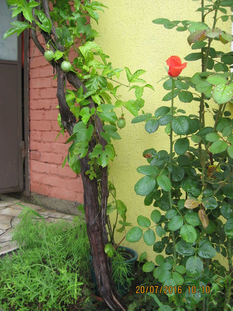 Picture 6721 - Passiflora eludis- Maracuya