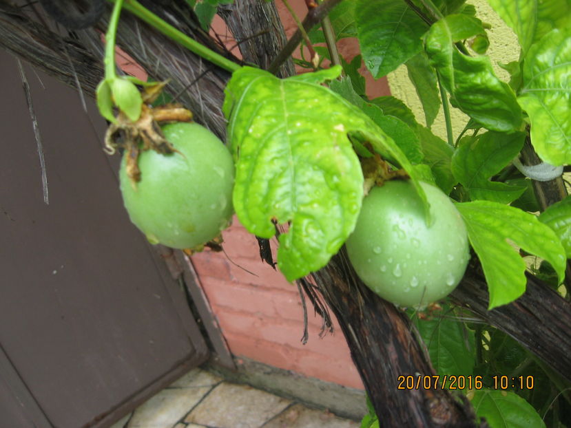 Picture 6722 - Passiflora eludis- Maracuya